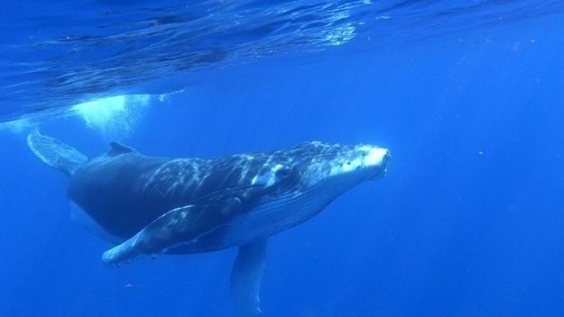 Baleine - Scubananas - Réunion Plongée